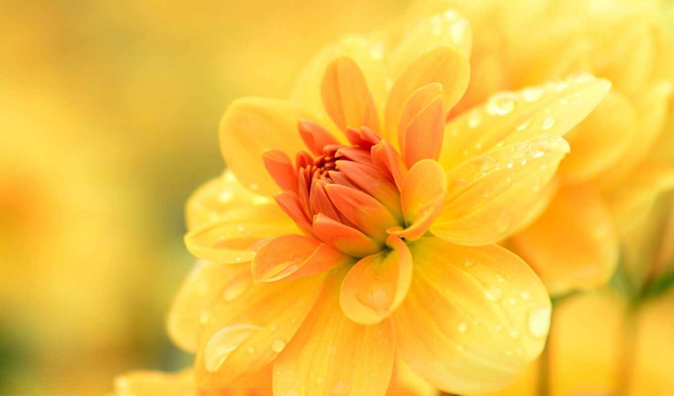 amarilla, yellow, цветы, георгина, flore
