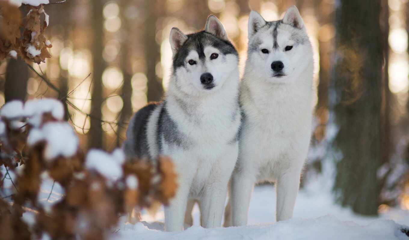 picture, snow, winter, dog, to find, husky, thous, siberian, husky