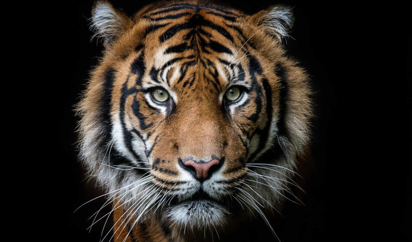 black, глаза, portrait, тигр, ай