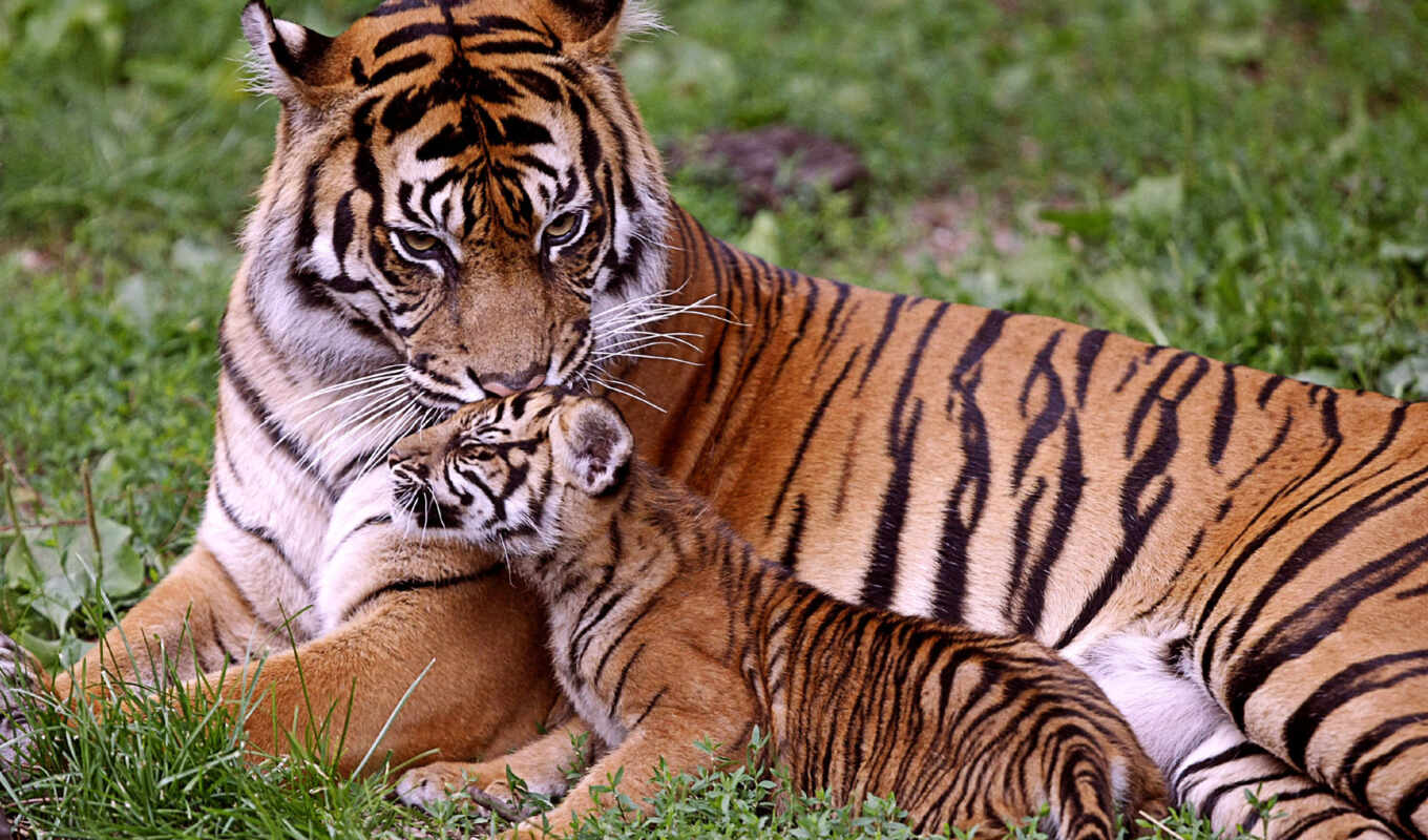 тигр, animal, baby, тигрица