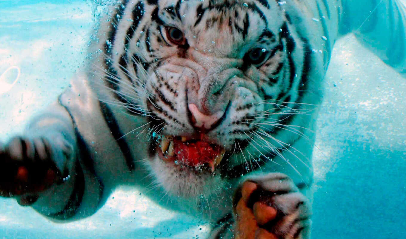 white, тигр, animal