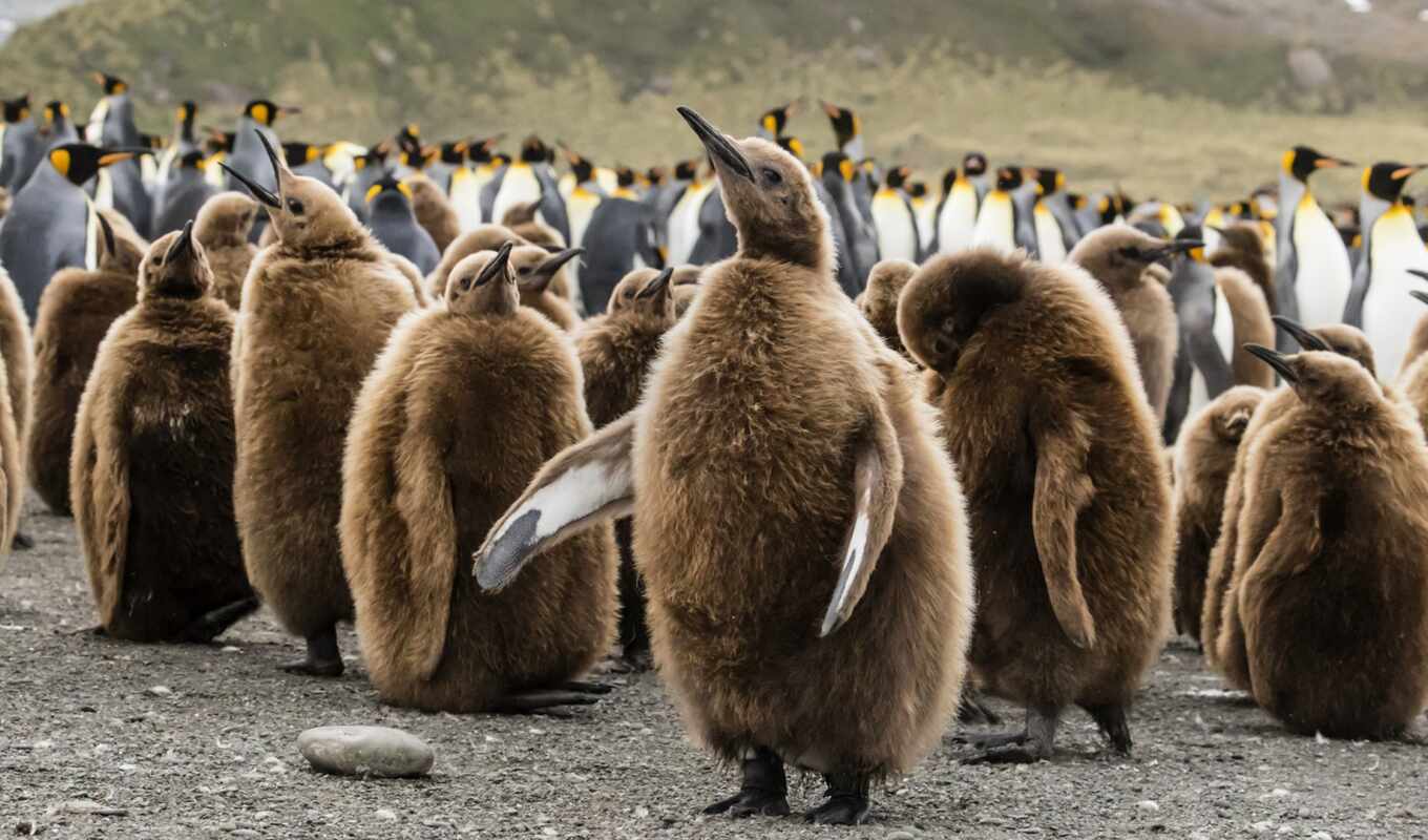 they, georgia, island, animal, king, south, penguin, boy, chicken, tow