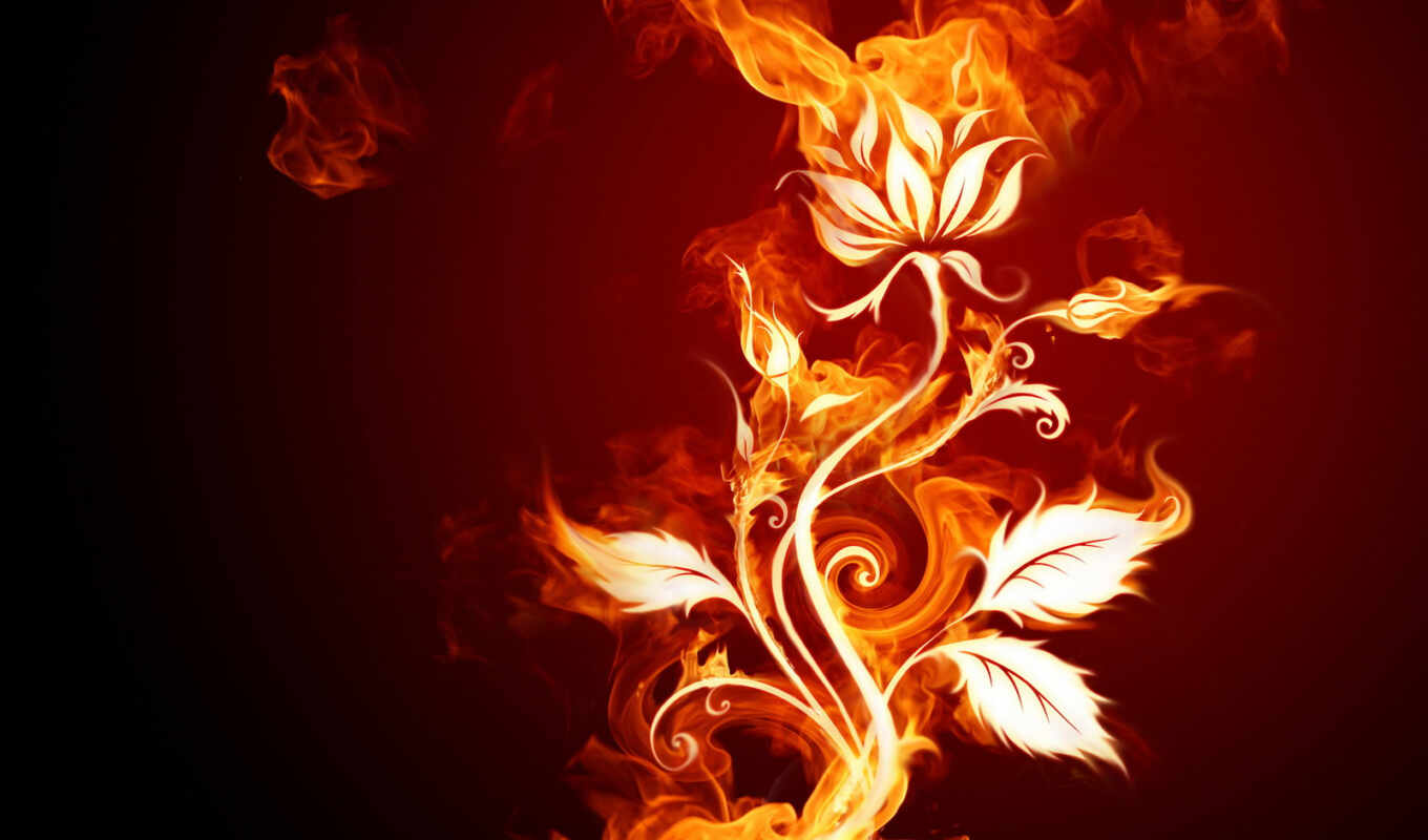 desktop, free, abstract, pictures, flowers, flower, fire