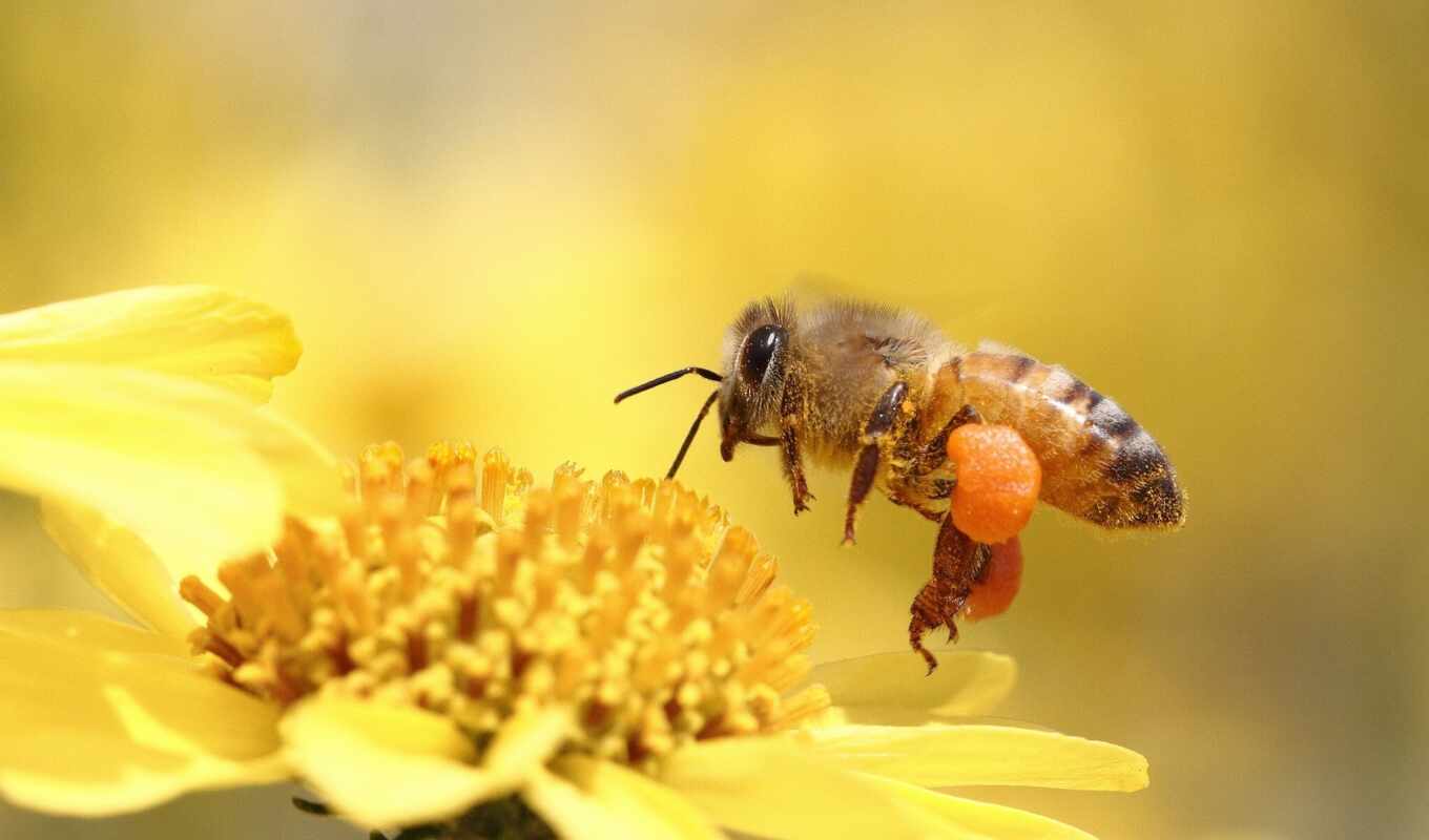 makro, цветок, насекомое, пчела