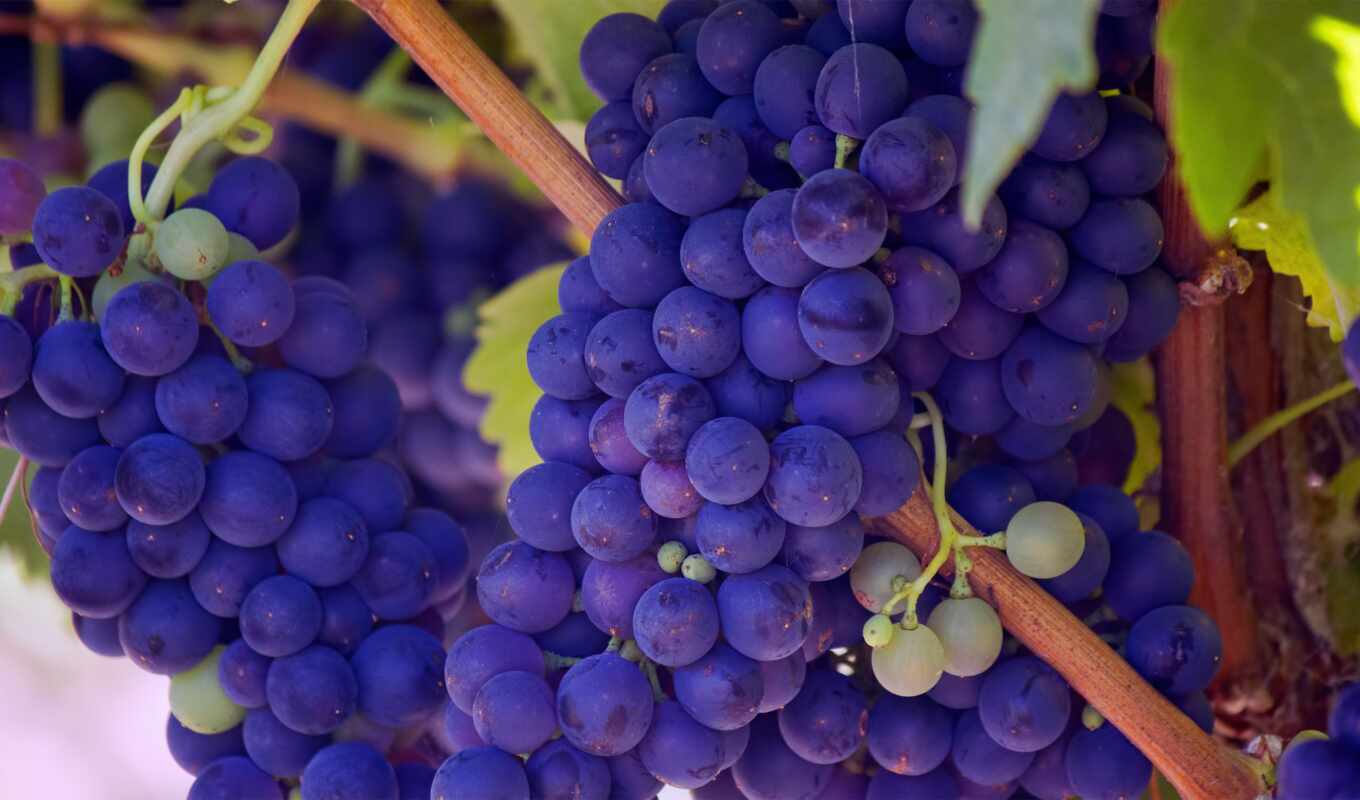 free, purple, vineyard, плоды, public, стебли, domain