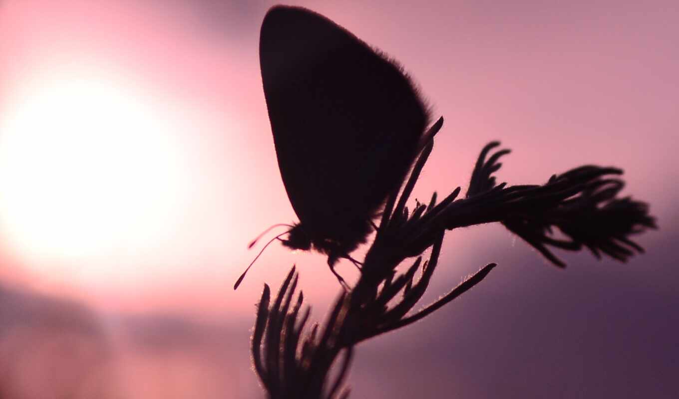 бабочка, красоты, минске
