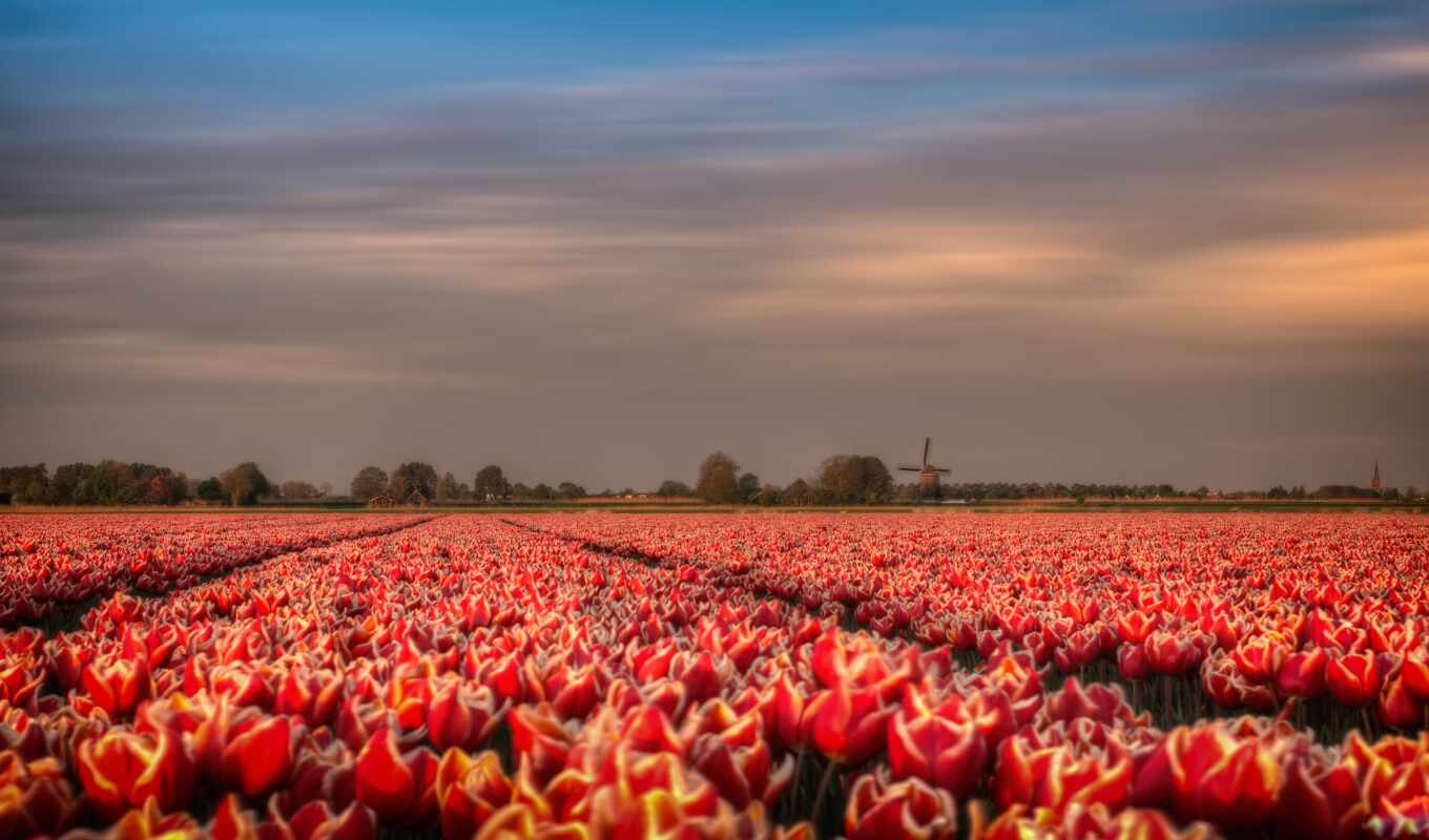 цветы, red, поле, ветер, wild, весна, mill, тюльпан, holland, sprenger