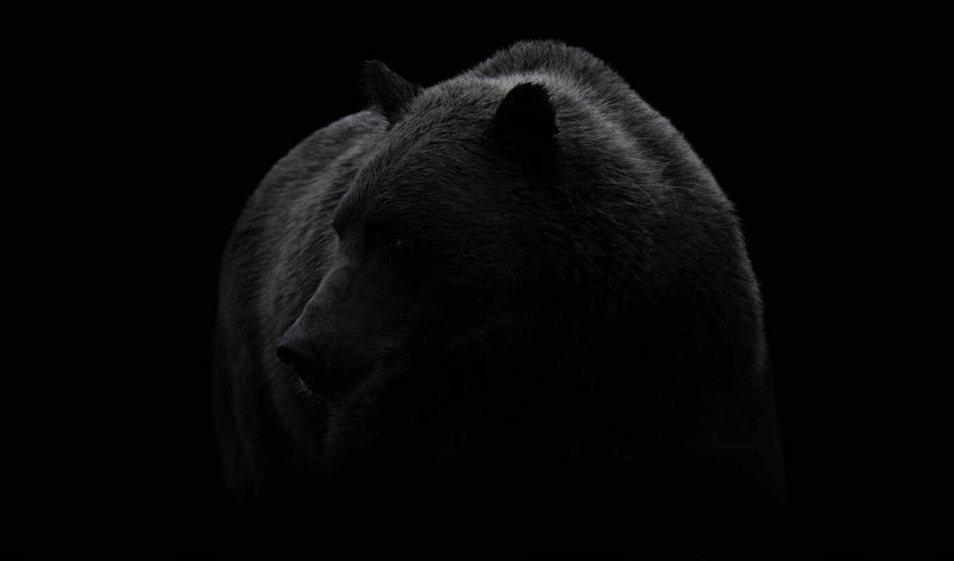 black, white, медведь