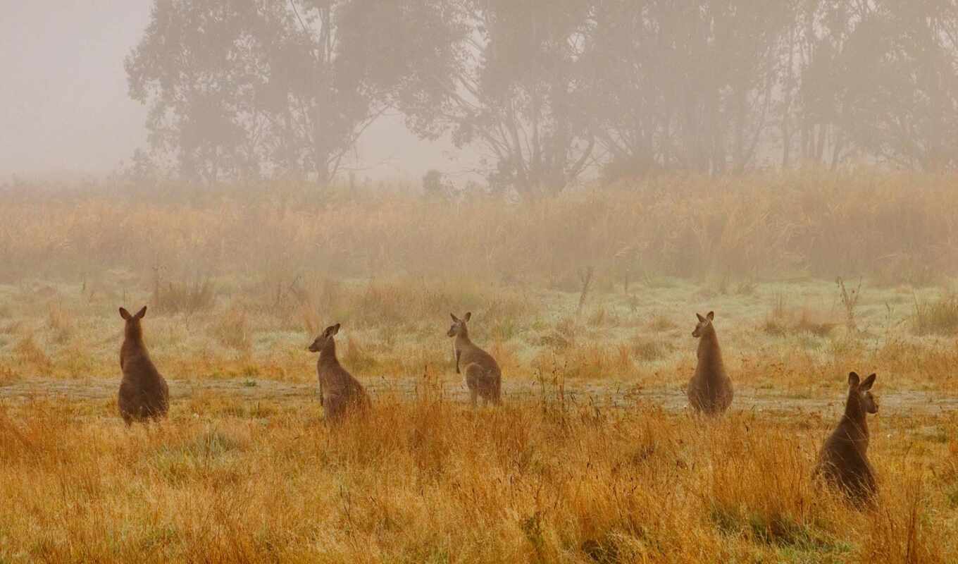 grey, park, national, kangaroo