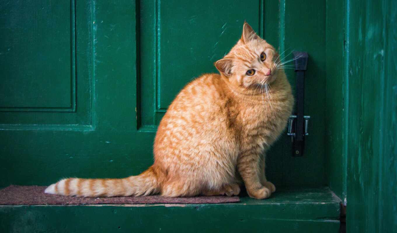 кот, дверь, pet, порог, pixabay