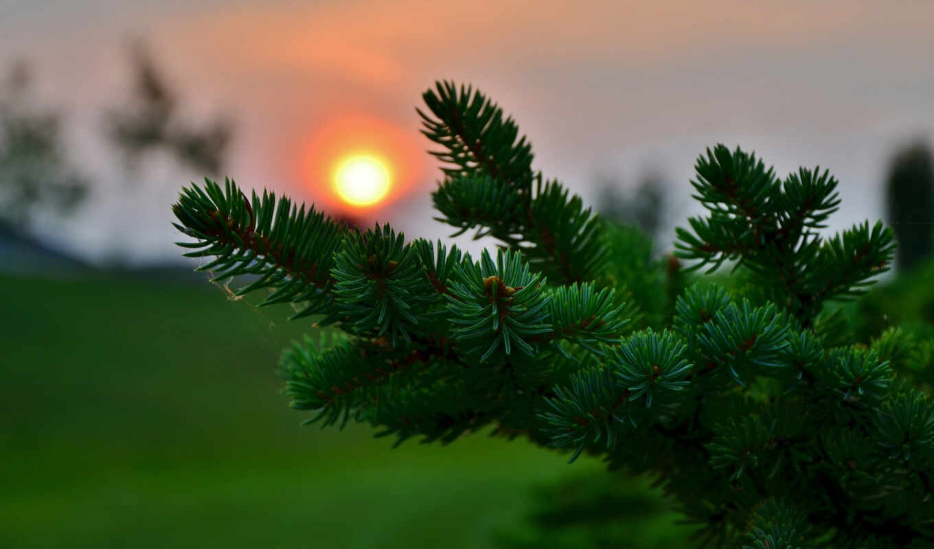 nature, desktop, picture, computer, macro, green, sunset, for, the, images, the sun, branch, Christmas tree, choose, needles, needles, with the button, eat, fir, blurring, paw, you, double, diluted