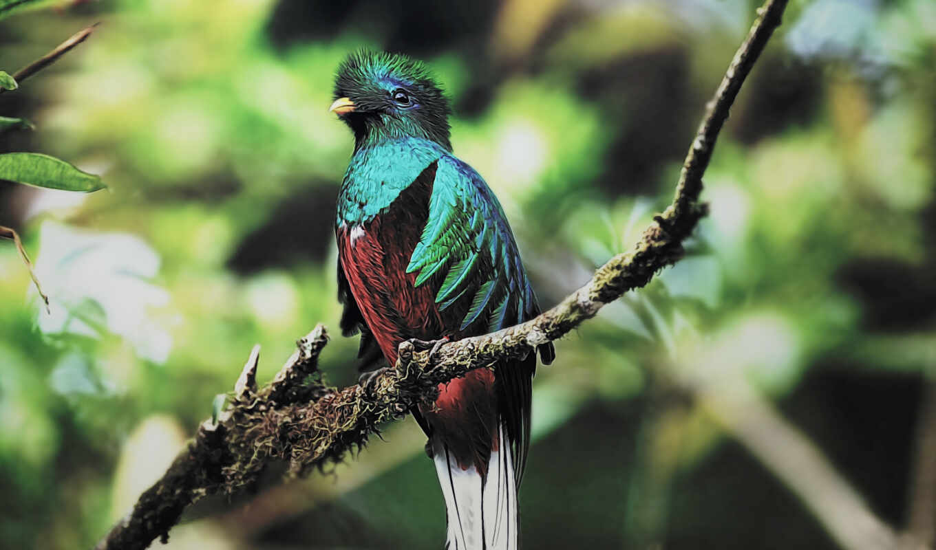 bird, branch, sit, quetzal, color