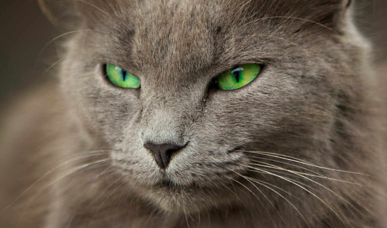 серый, кот, глазами, кошки, кота, зелёными