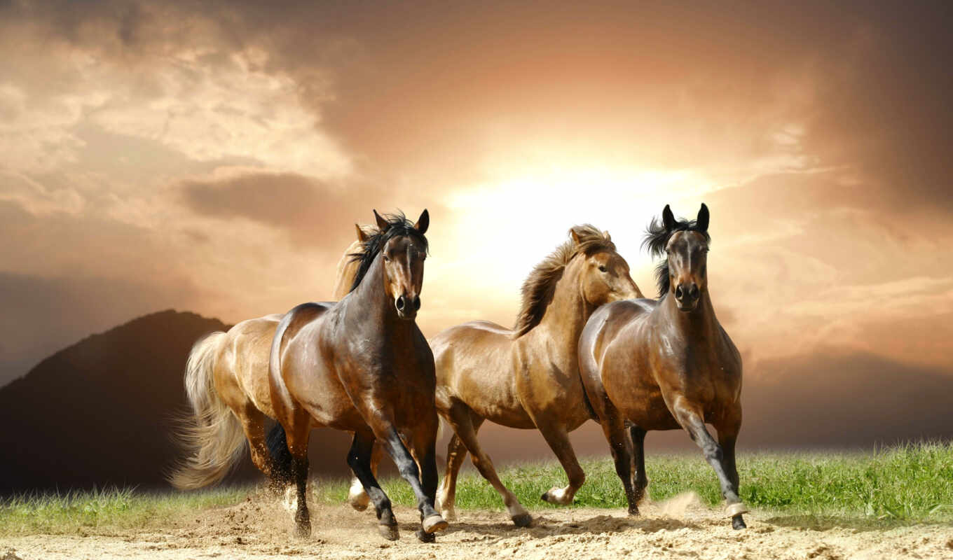free, photos, stock, photo, photo, image, royalty, cavalos, horse, correndo