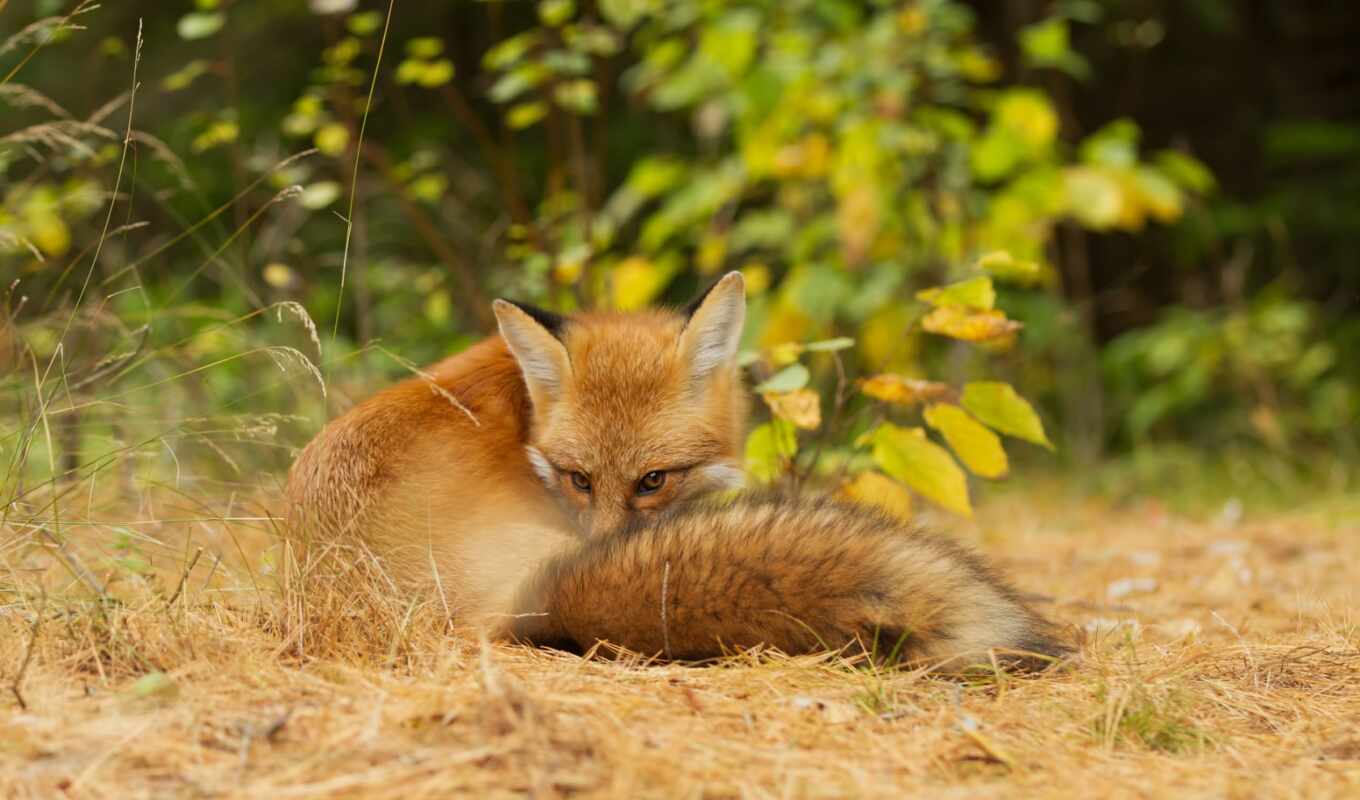 photo, red, photos, images, fox, james, stock, national, getty