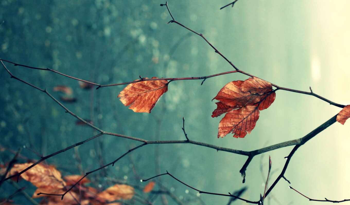 природа, fondos, осень, листва, branch, pantalla, fondo, hojas, imágenes, secas