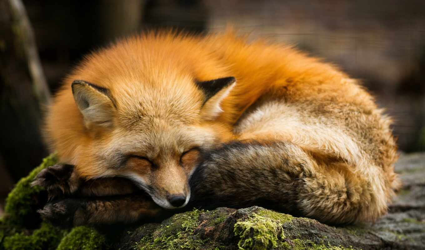 red, september, cute, fox, add, sleep, animal, moss, class
