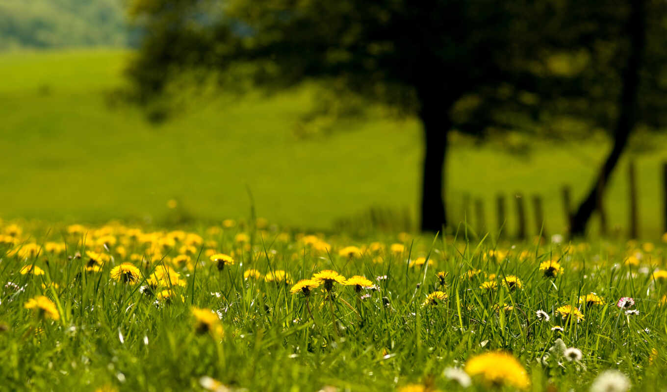 nature, grass, field, dandelion