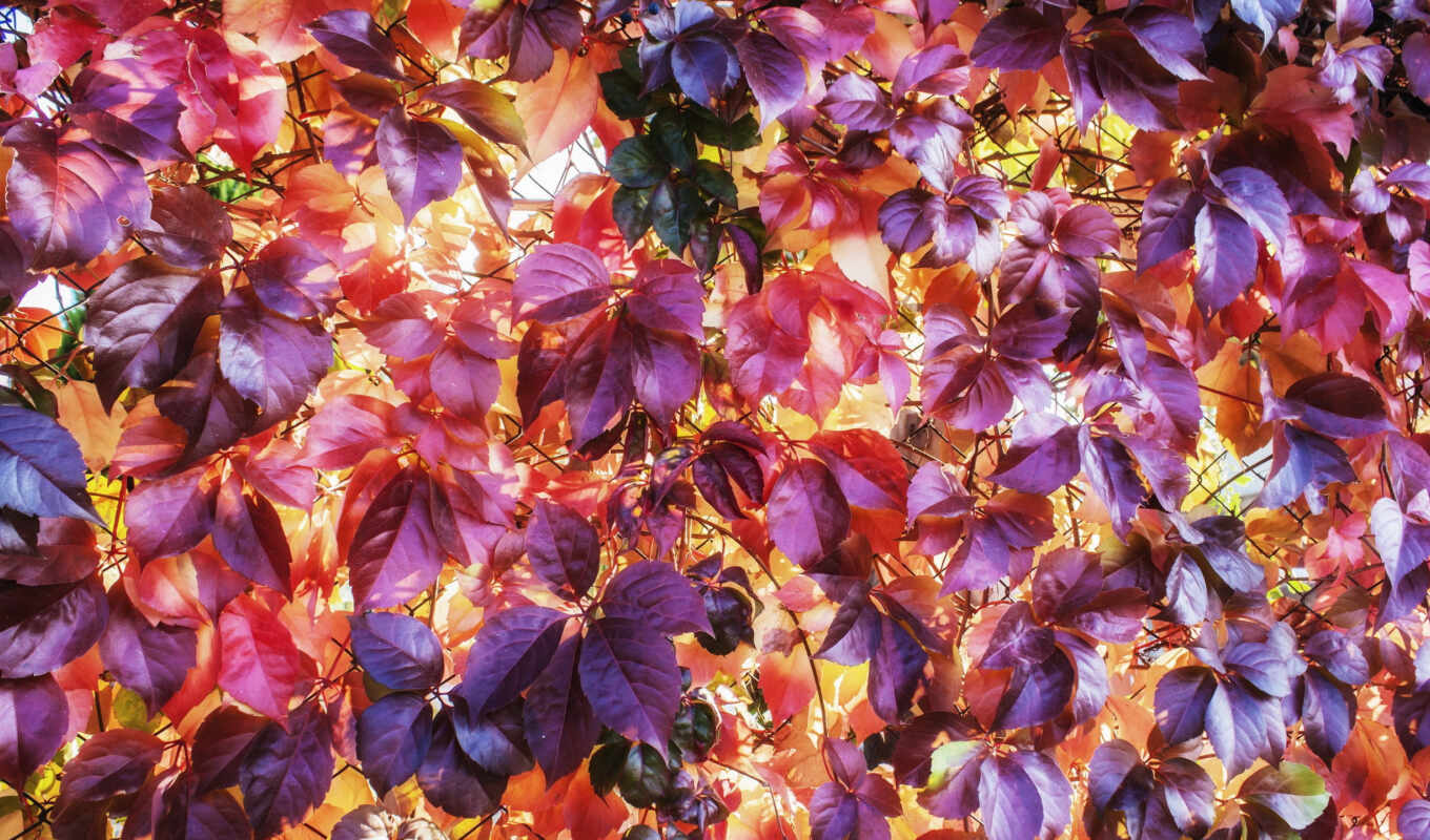 texture, red, purple, autumn, yellow, leaf
