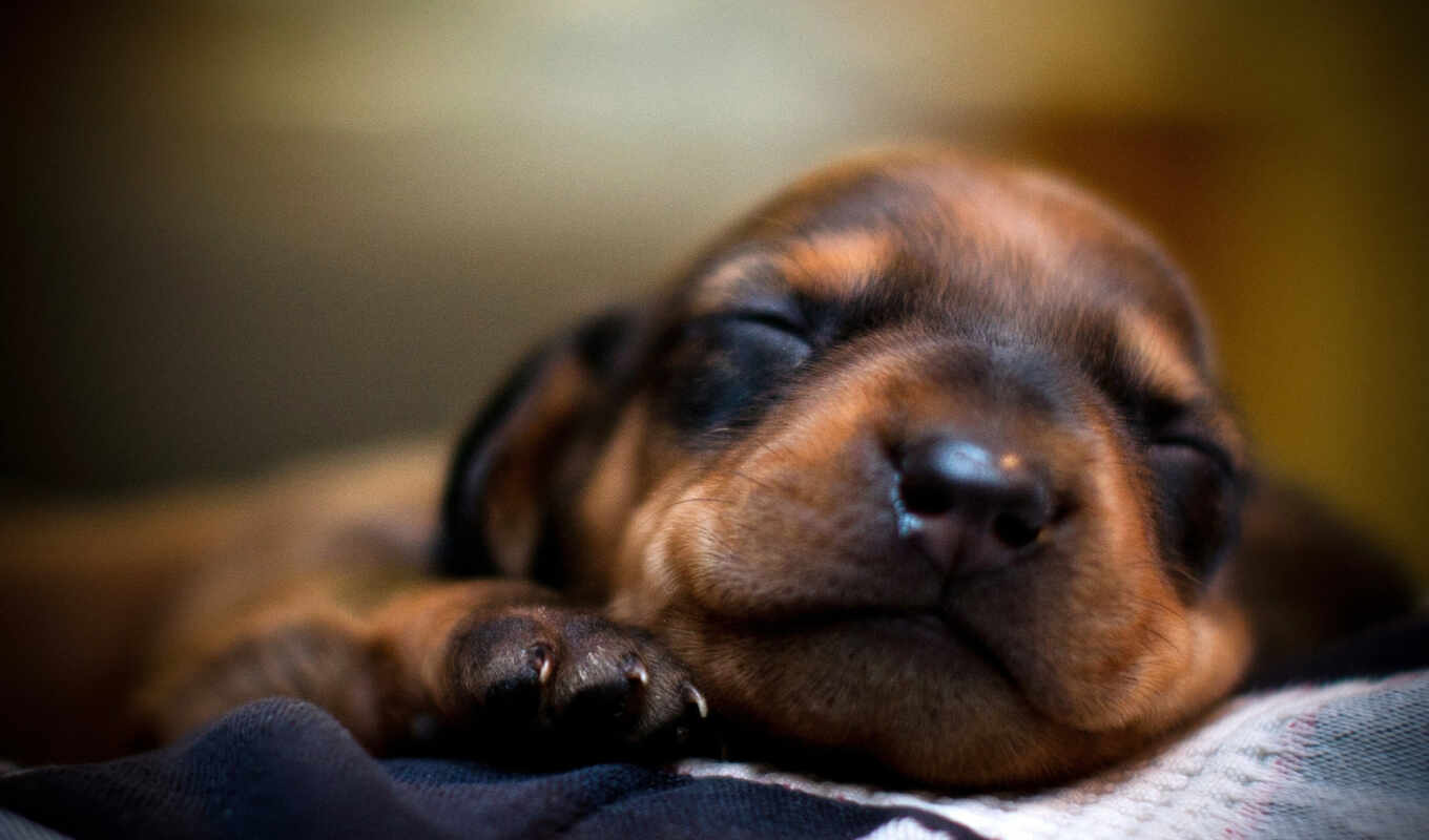 picture, dog, puppy, muzzle, sleeping, sleep