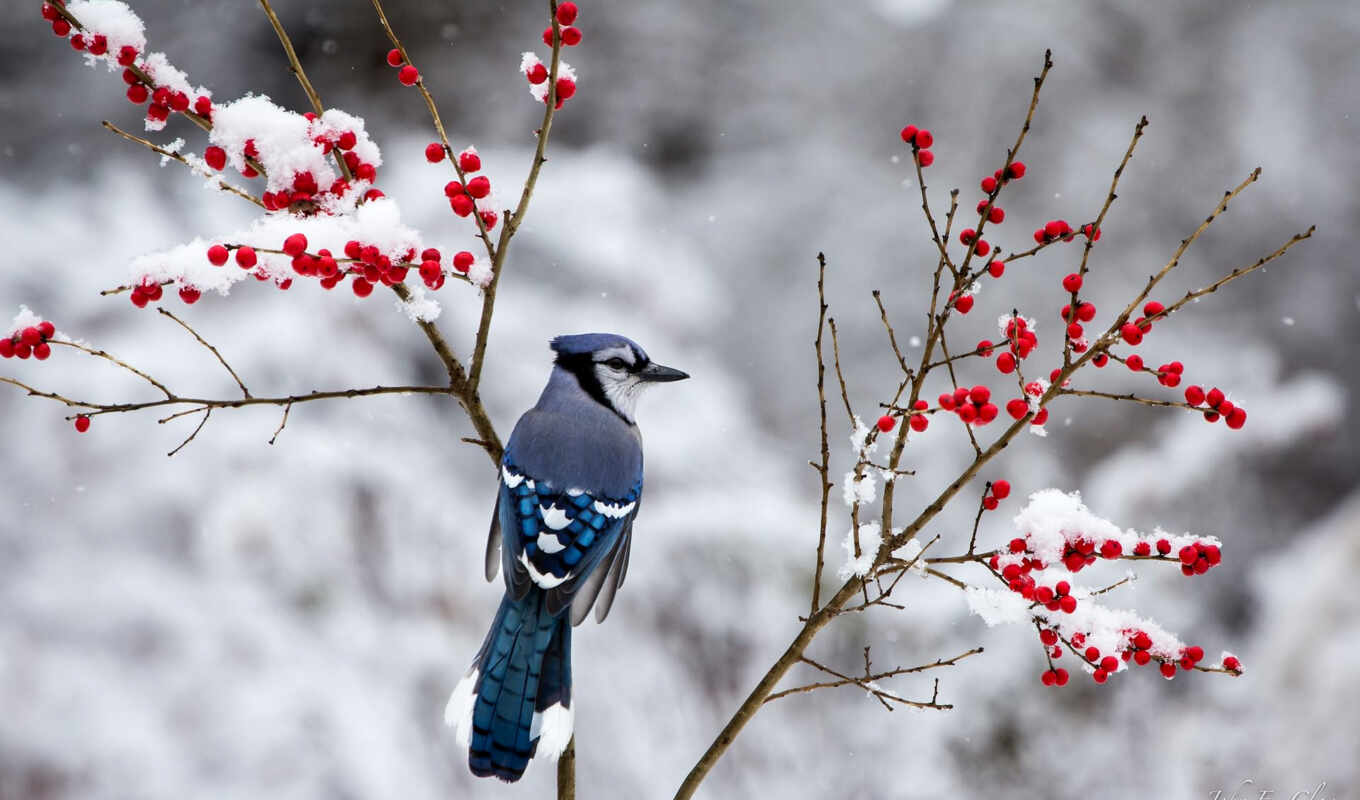 blue, джей, снег, winter, птица, birds, ветви, berries