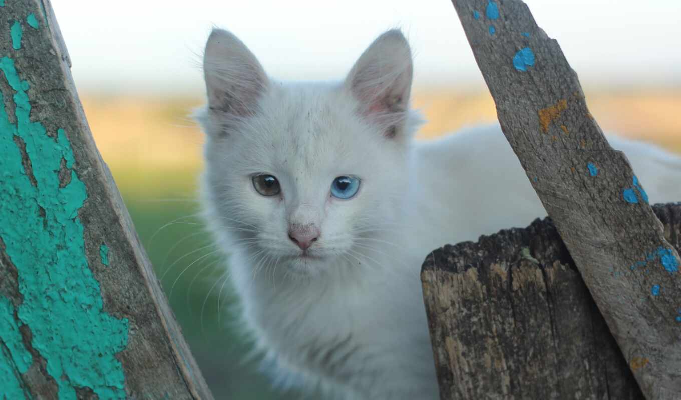 белые, глаз, different, кошки, color, heterochromia