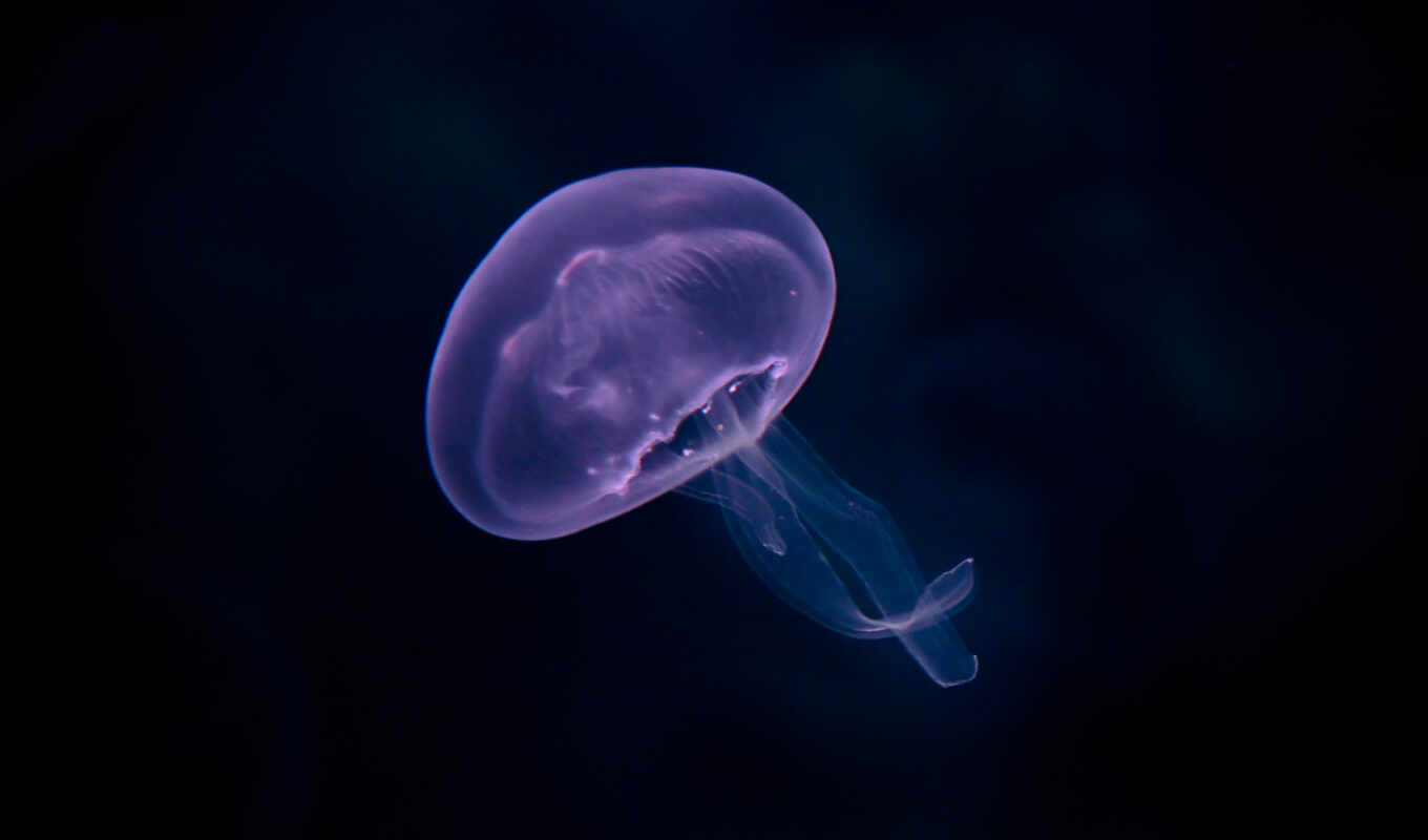 desktop, you, можно, medusa