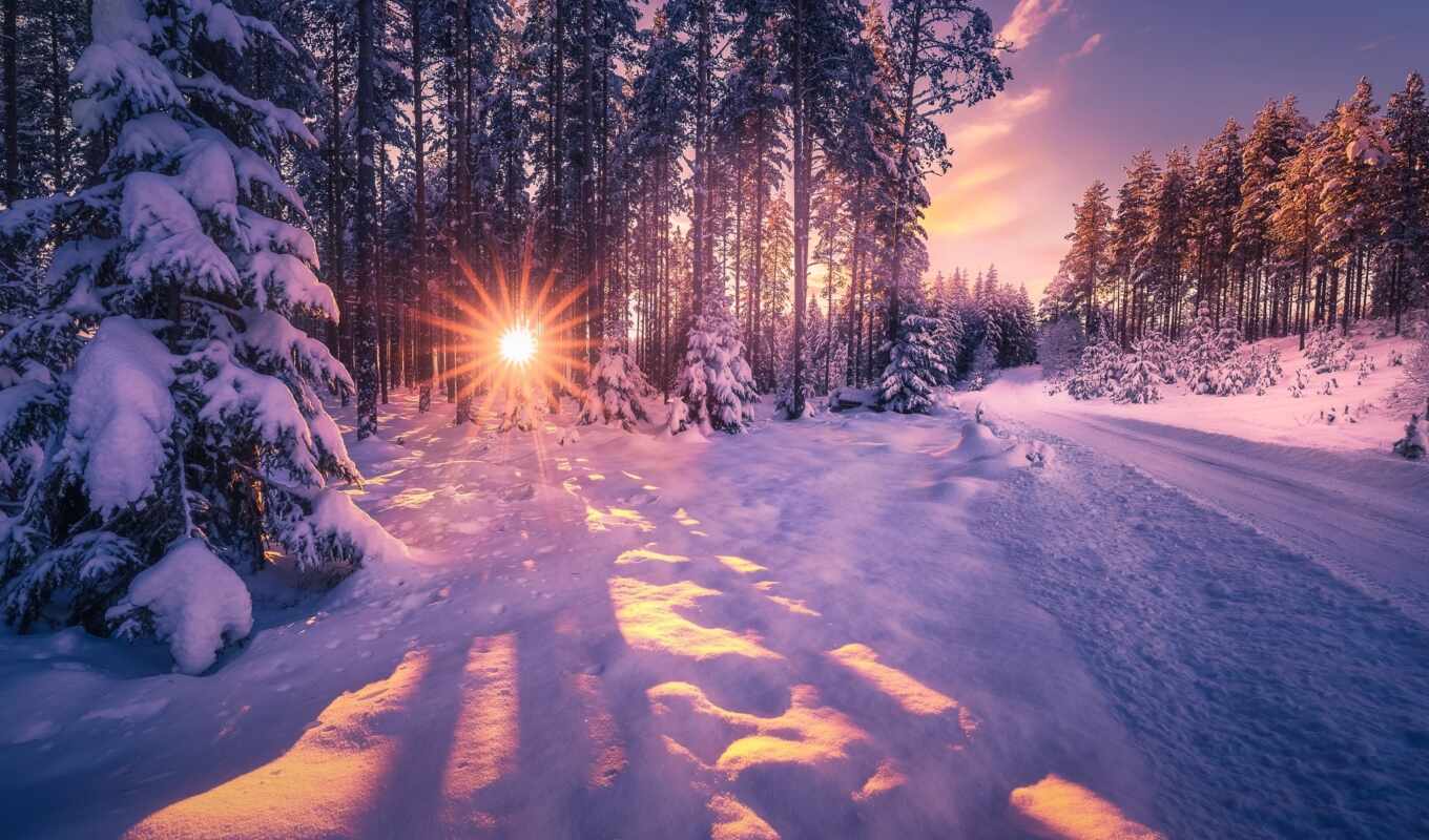 nature, winter, forest, to find, pin