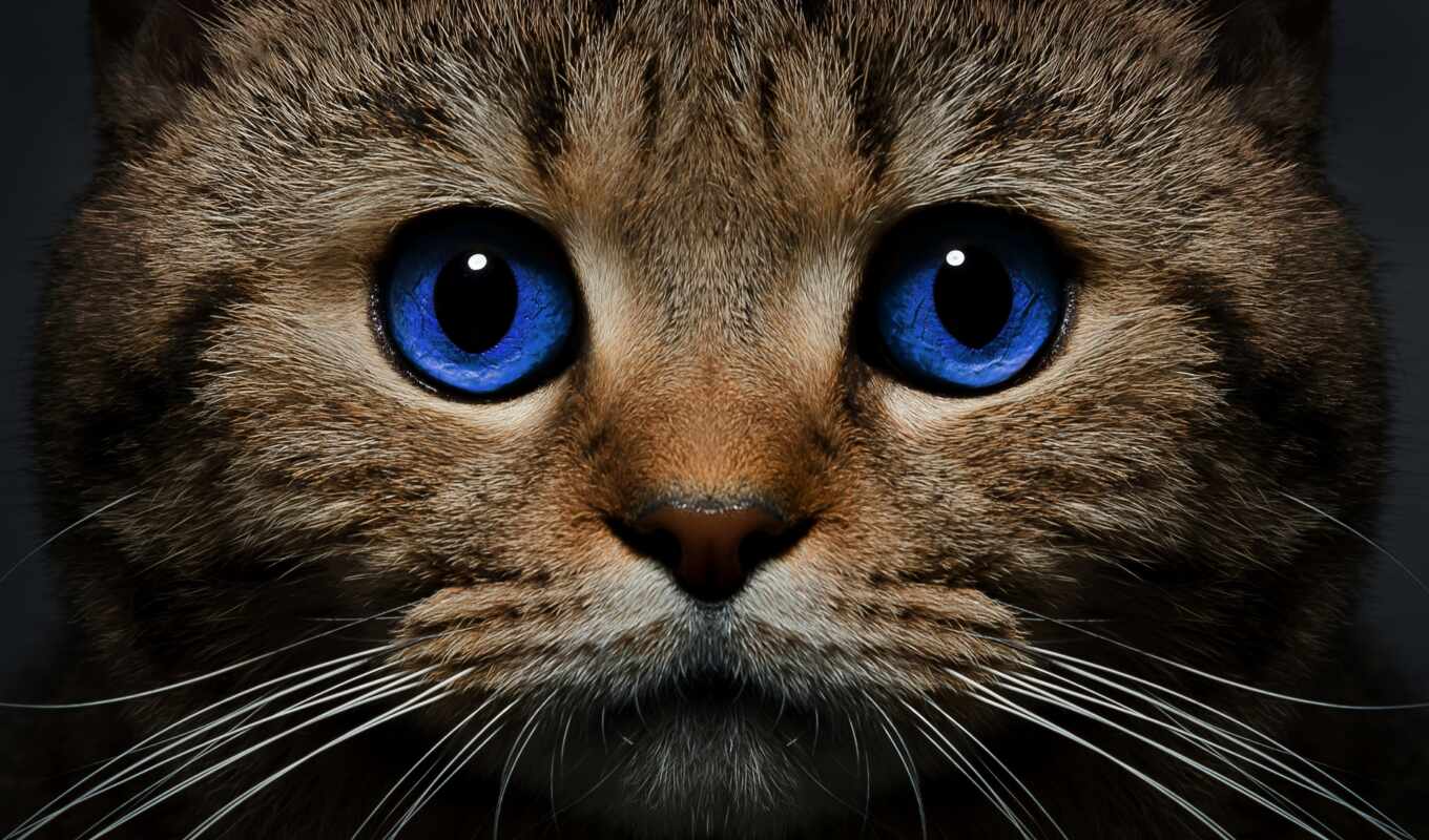 blue, view, eye, gray, cat, seal, muzzle, animal, beautiful