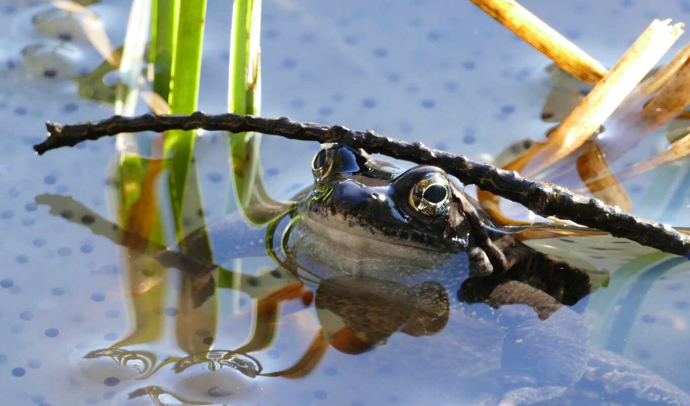 photo, white, frog, amphibia, free