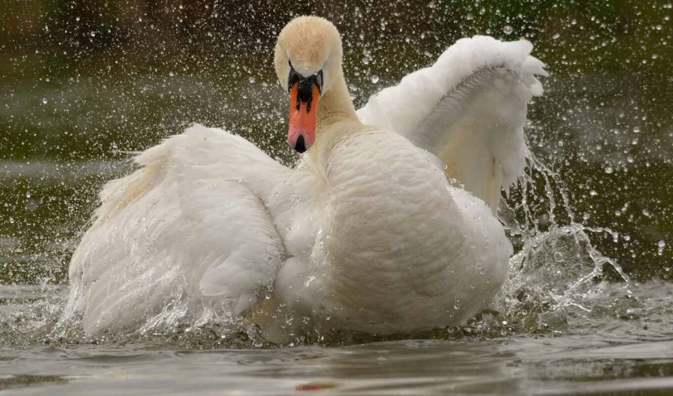 lake, white, water, bird, swan, splash