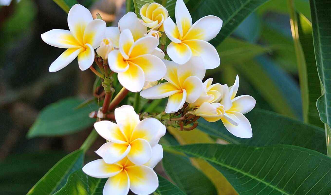 flowers, white, frangipani, plumbing