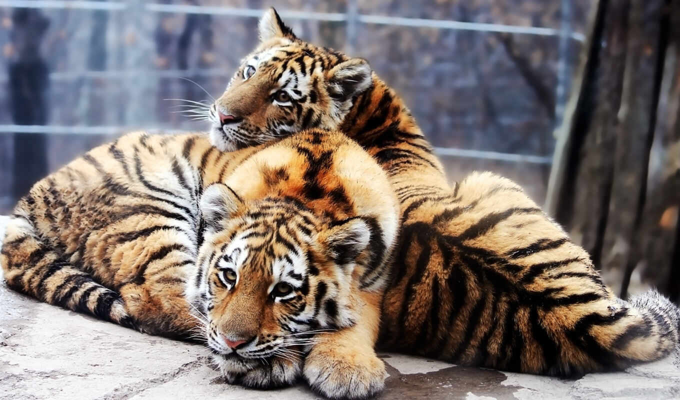Международный день тигра. 