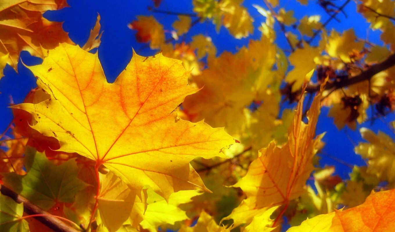 nature, leaves, autumn, autumn, day, time, autumn, gold, October's, niceitos, discipline