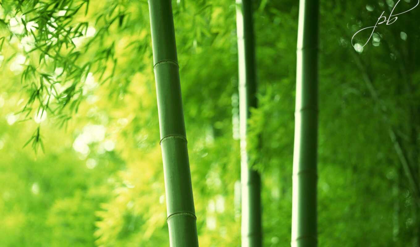 макро, красивые, лес, листва, бамбук, бамбуковые
