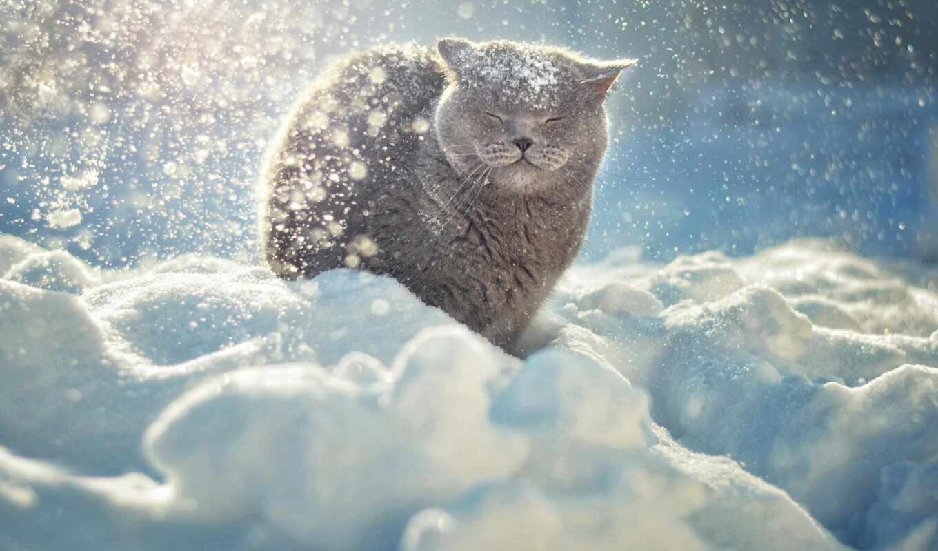 snow, winter, cat, zhivotnye
