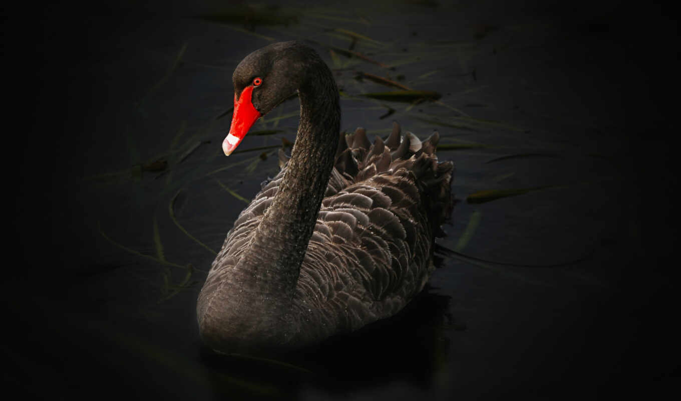black, section, swans, two, swan, lake, swan, swan
