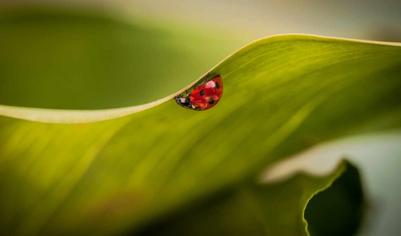 desktop, high, mobile, widescreen, insects, plant, wxga, ladybug, insects
