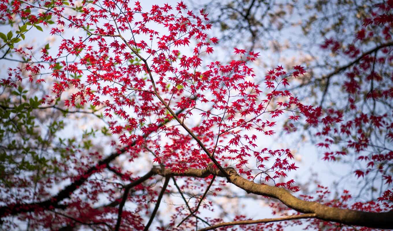 sky, tree, leaves, red, flower, spring, colour, deciduous, wood plants, cherry flower
