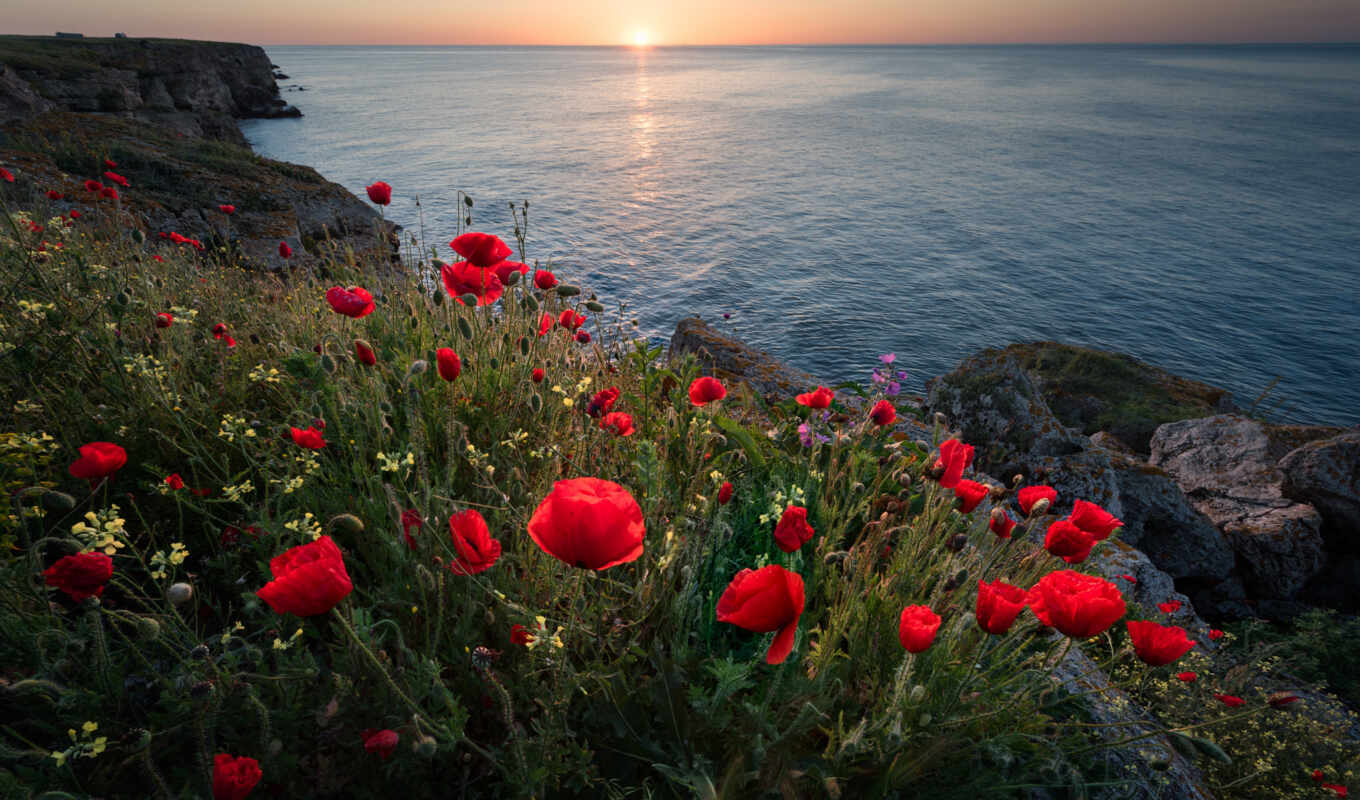 flowers, red, sea, another, cvety, poppy, idea