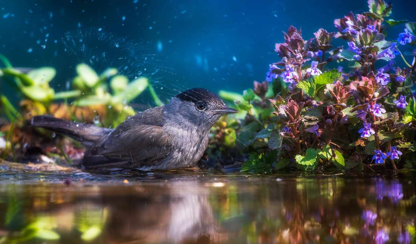 nature, flowers, house, tree, water, bird, branch, bathing, sparrow, squirt