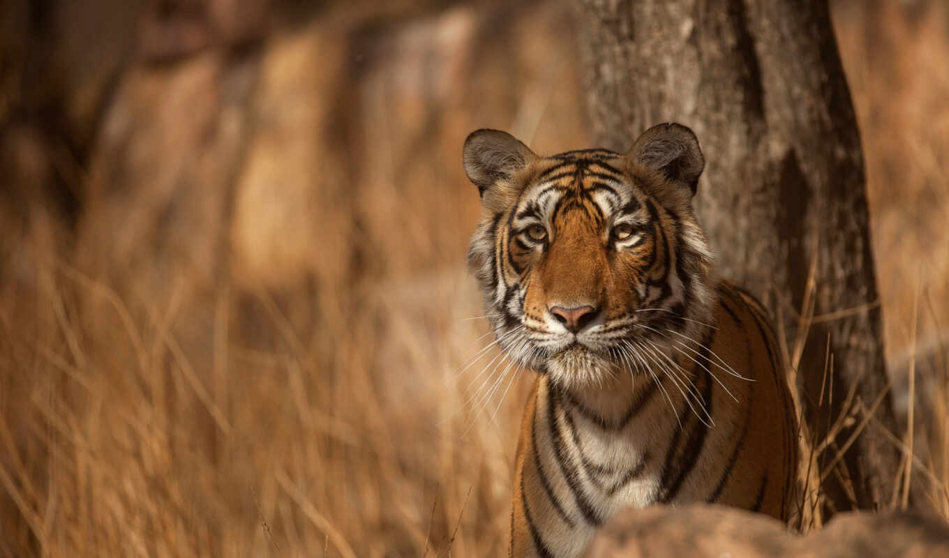 взгляд, кот, тигр, котенок, малыш, tigris, indian, бенгальский, сиамский