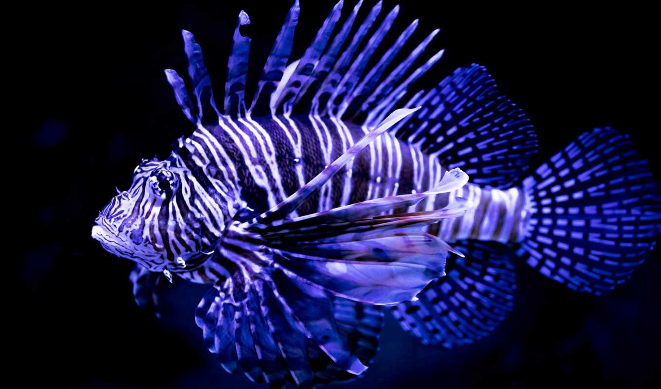 mobile, lion, also, ocean, fish, indian, upload, underwater, the native, lionfish