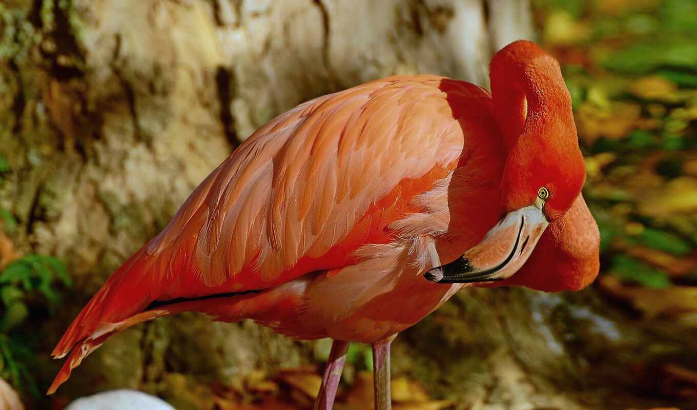 bird, flamingo, beak