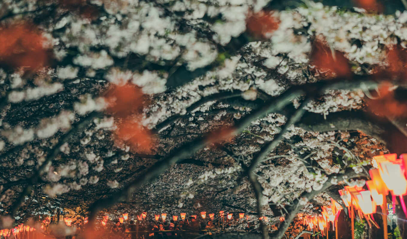 Sakura, river, parallax, sakura