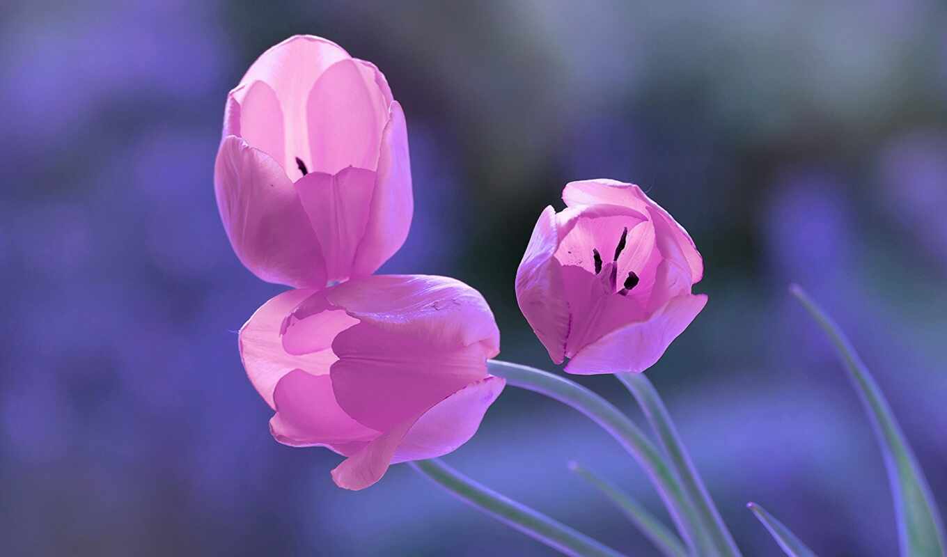 flowers, three, spring, tulip