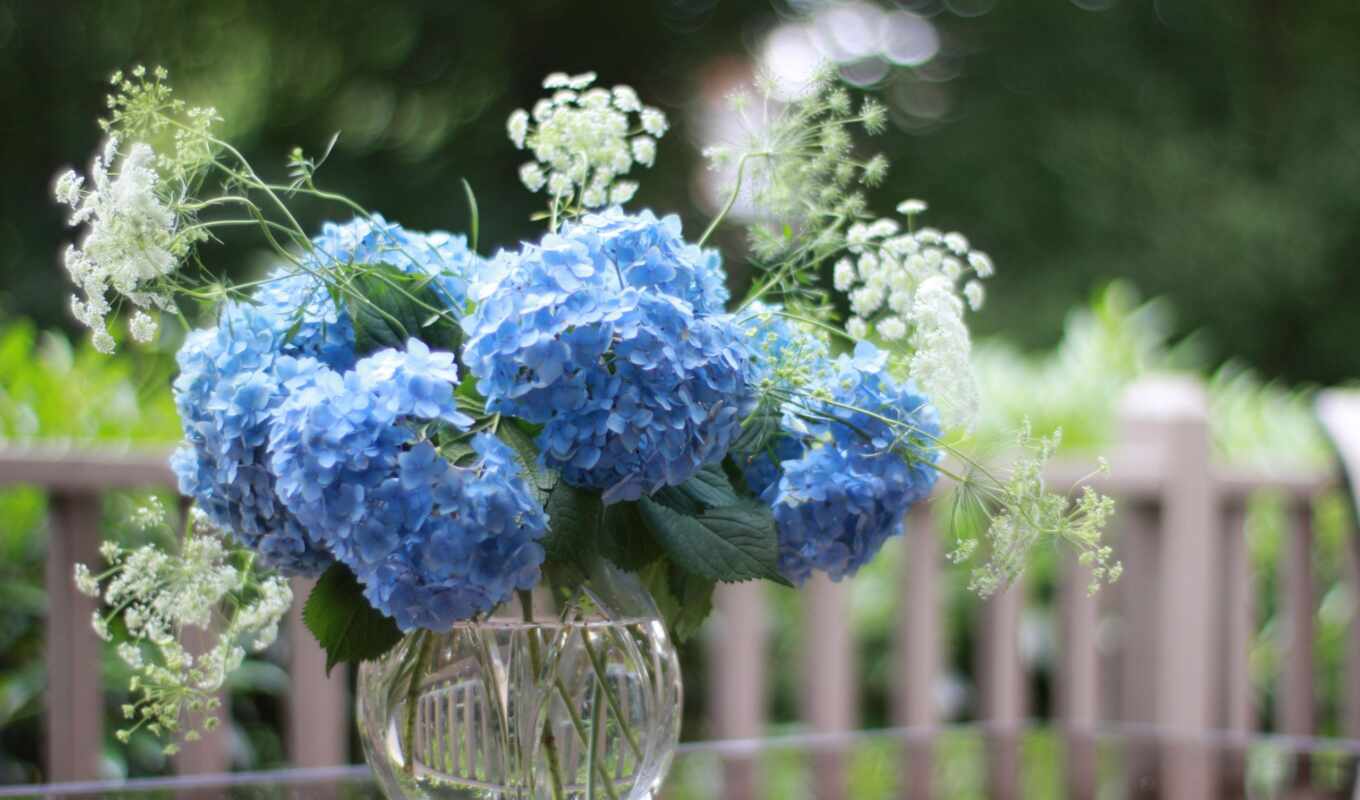 website, high, characteristics, our, need, choose, hydrangea, this, petrol