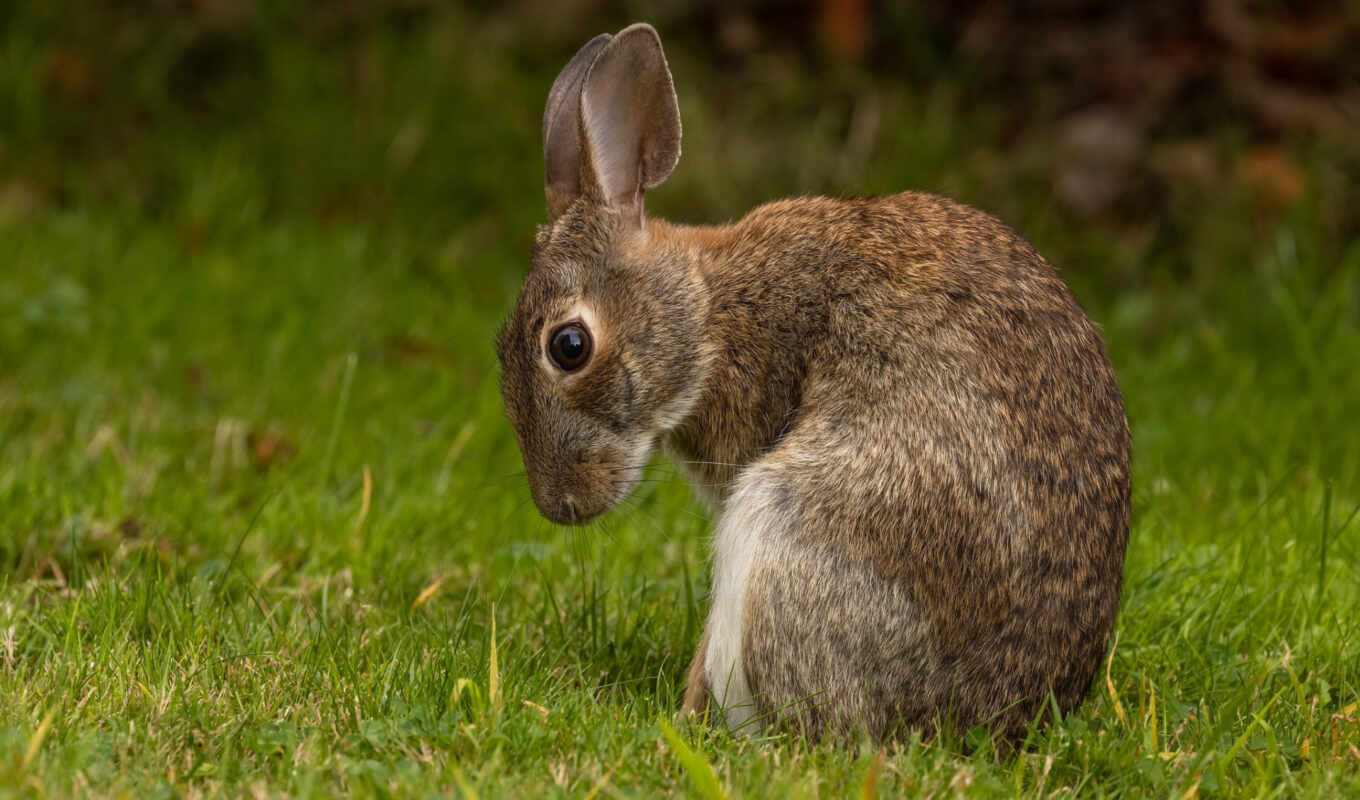 nature, summer, rabbit, hare, indoors, outdoors, domestic, To know, bunny, shall