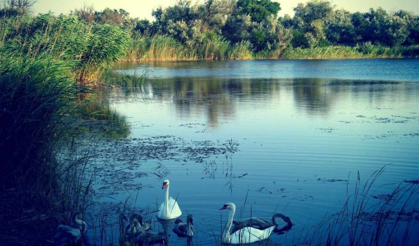 lake, night, bird, swan, skazka
