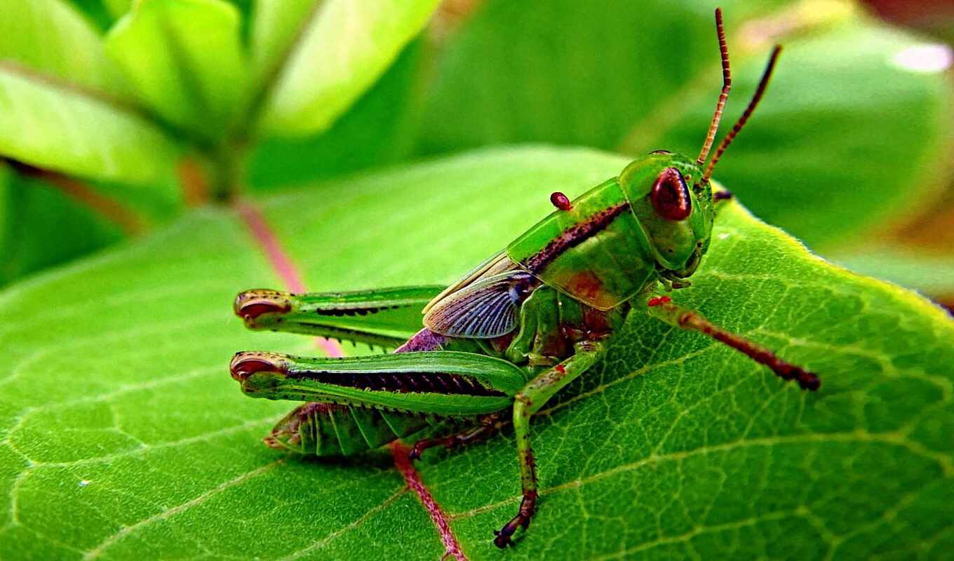 insect, grasshopper, asiend